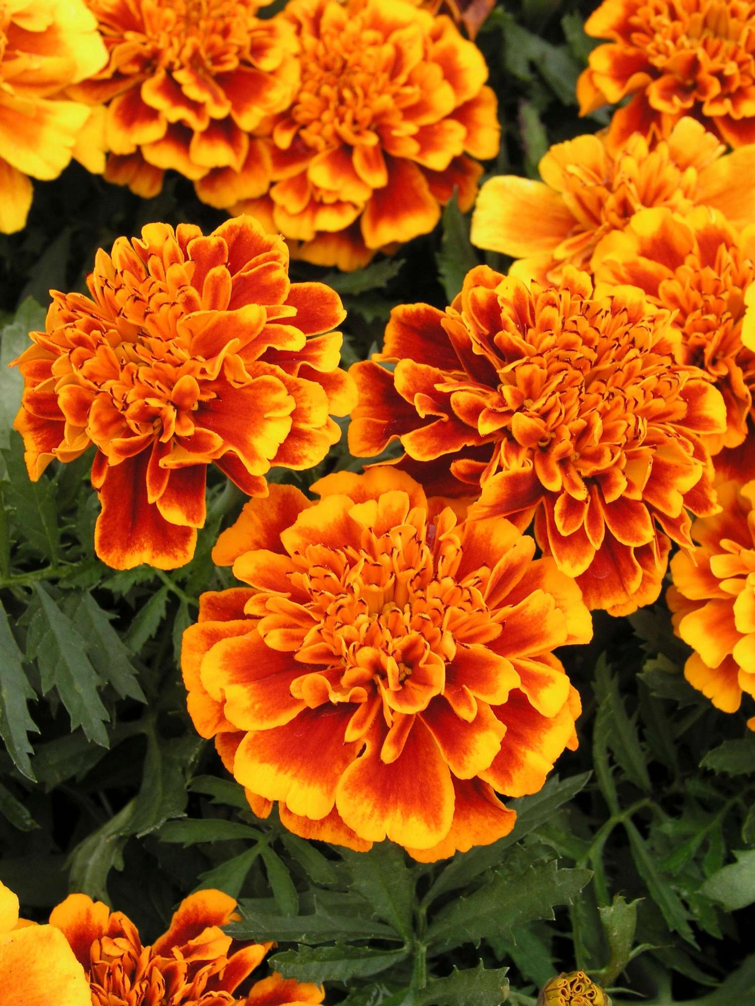 Samettikukka 'French Marigold Orange Flame' (siemen)